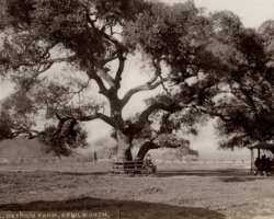 Kenilworth, Live Oak, Ostrich Farm, ca. 1885. Gelatin Silver Print