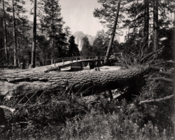 Carleton Watkins, [View of the Falsom or Coker Bridge Near Hutchings Hotel, Yosemite Valley], circa 1870. Albumen.